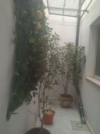 Coquet appartement S 2 meublé à la Marsa - 5