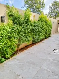 Duplex s3 à louer aux Jardins De Carthage - 2